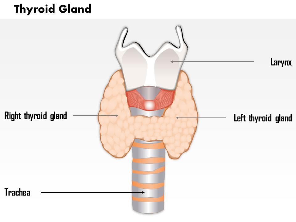 0514 thyroid gland medical images for powerpoint Slide01