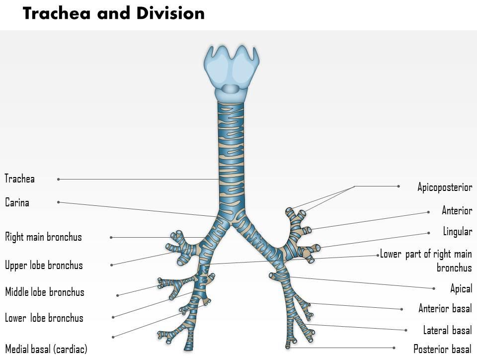 0514 trachea and divisions medical images for powerpoint Slide01