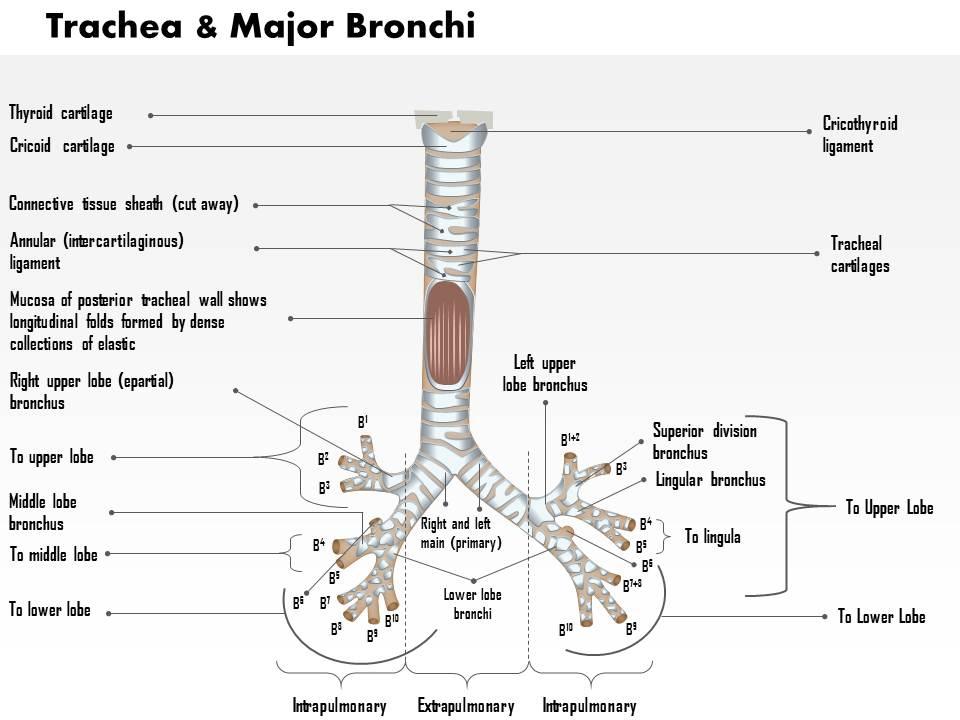 0514 Trachea And Major Bronchi Anterior View Medical Images For PowerPoint Templates