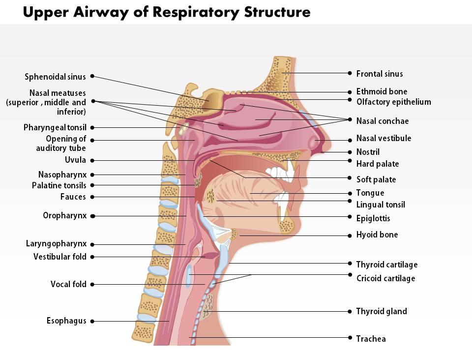 0514 upper airway of respiratory structure medical images for powerpoint Slide01