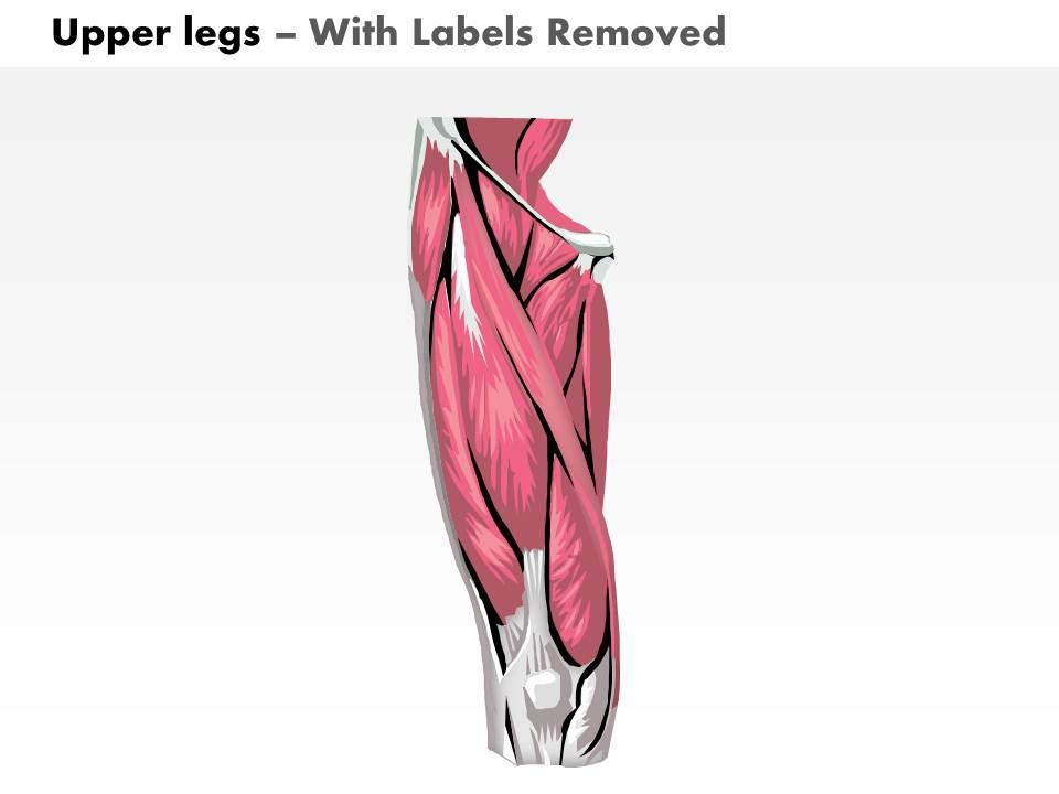 Upper Leg Muscles Diagram