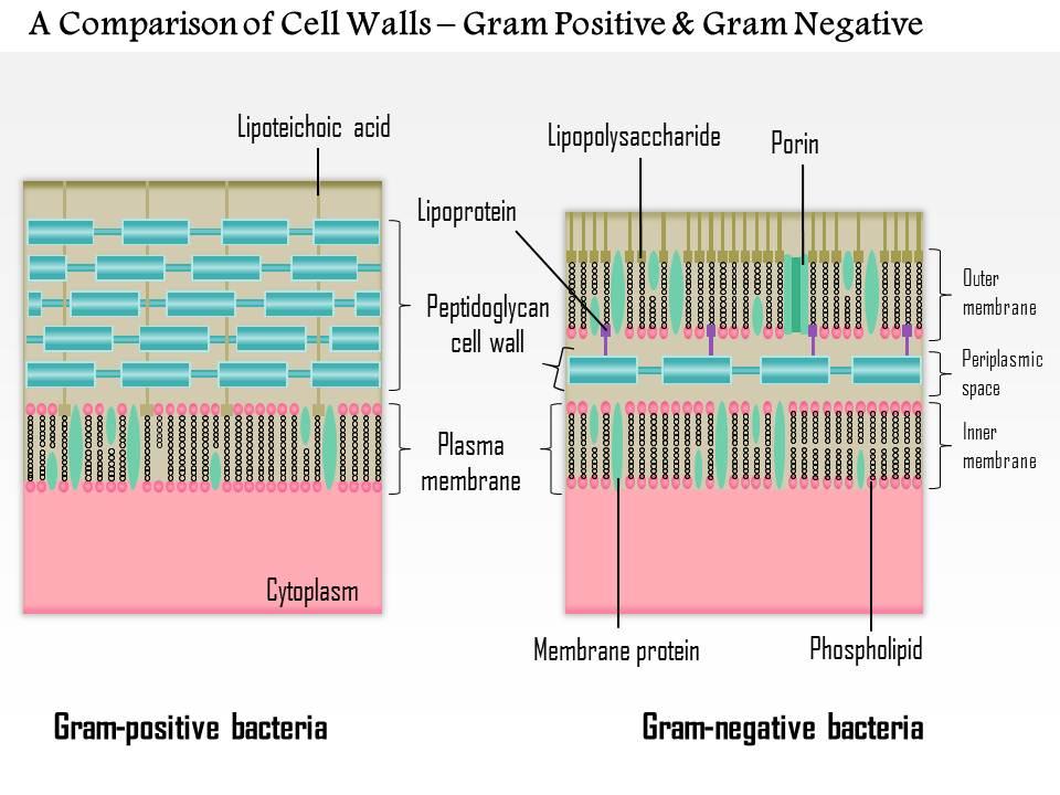 0614_a_comparison_of_the_cell_walls_gram_positive_and_gram_negative_medical_images_for_powerpoint_Slide01