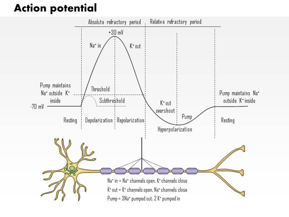 0614 action potential medical images for powerpoint Slide01