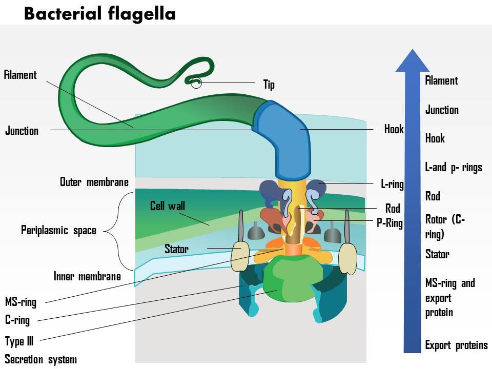 0614 bacterial flagella medical images for powerpoint Slide01