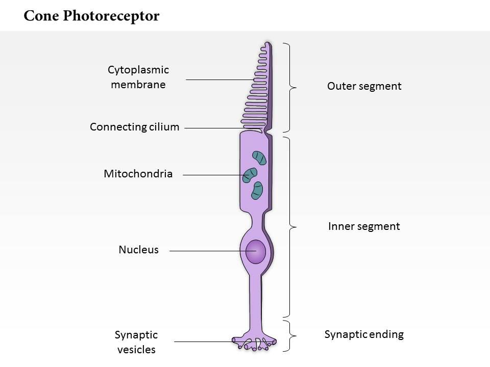 0614 cone photoreceptor medical images for powerpoint Slide01