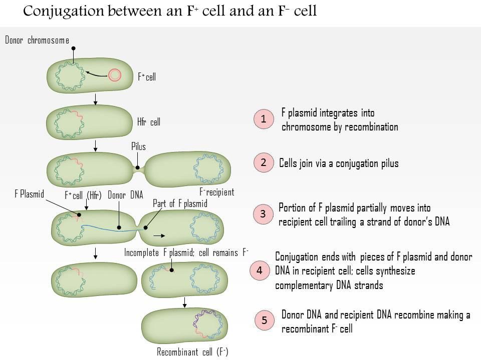 0614 conjugation between an f positive cell and an f negative cell medical images for powerpoint Slide01