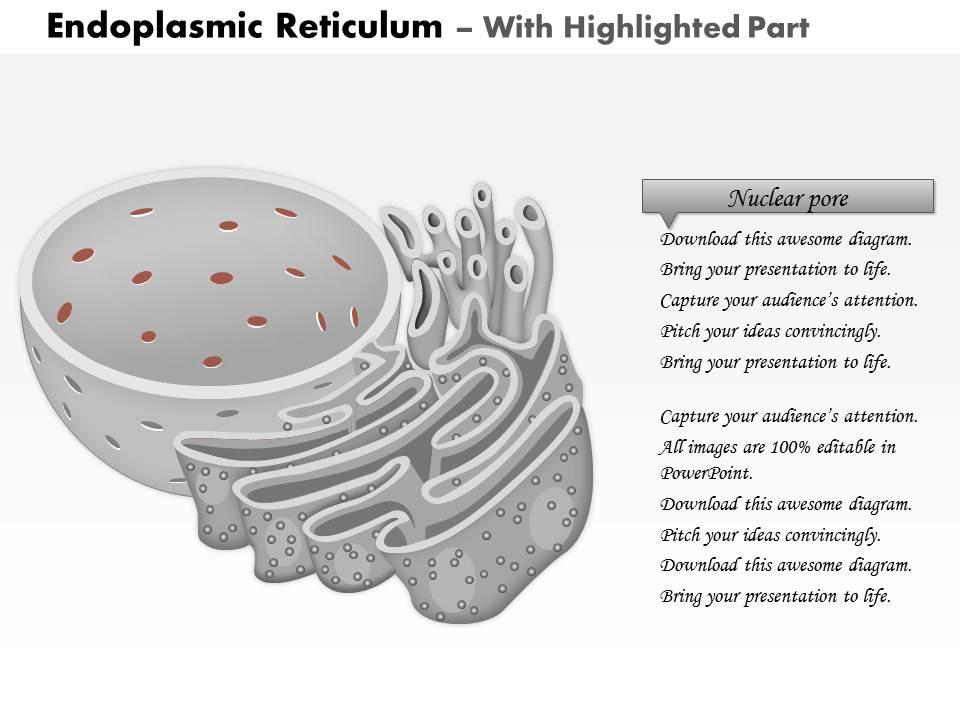 Free Smooth endoplasmic reticulum (2D) Icons, Symbols & Images | BioRender