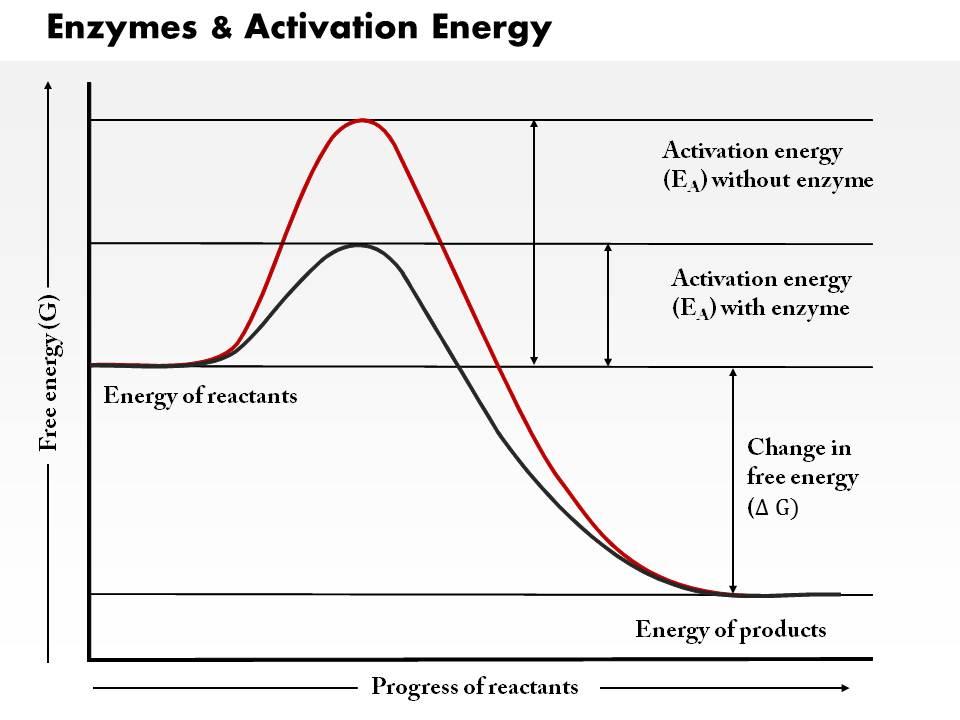0614 Enzymes And Activation Energy Medical Images For ...