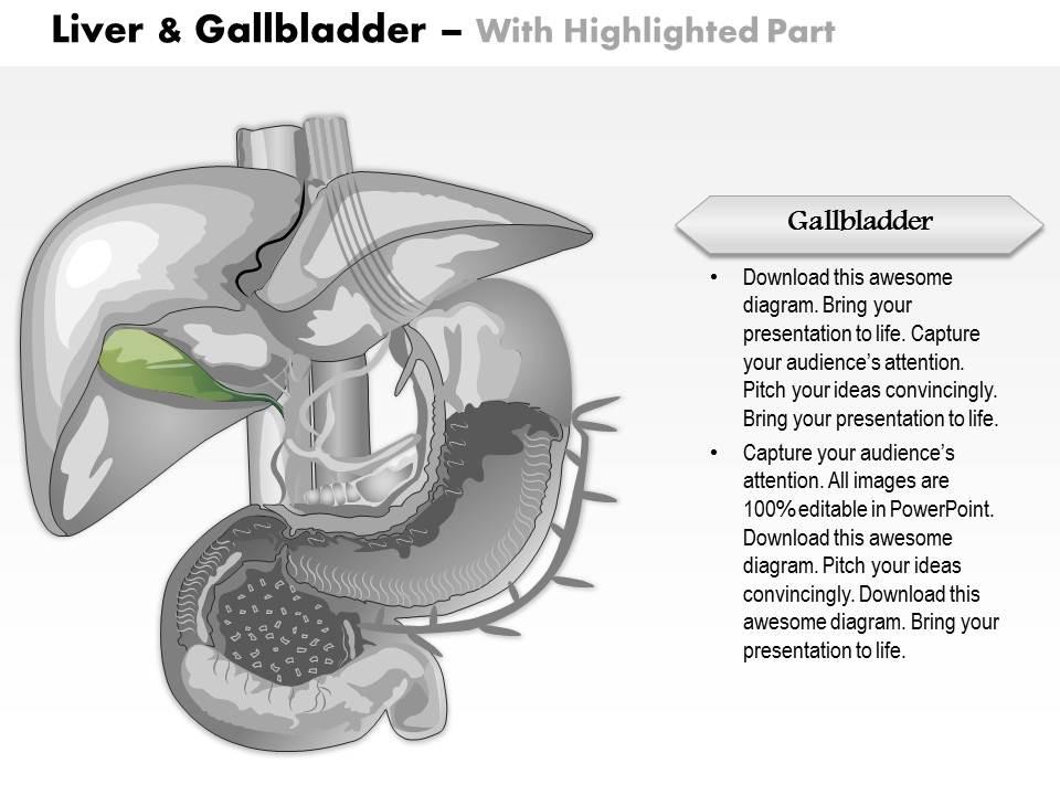 liver slide template