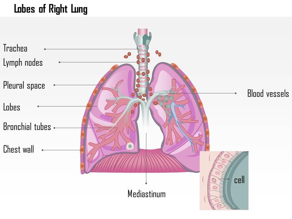0614_lobes_of_right_lung_medical_images_for_powerpoint_Slide01