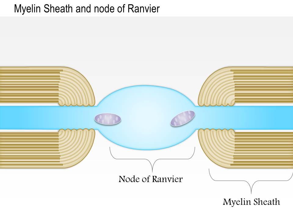 0614 myelin sheath and node of ranvier medical images for powerpoint Slide00