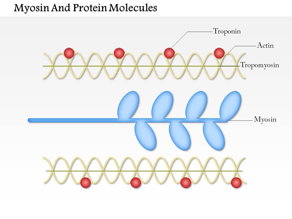 0614 myosin and actin protein molecules medical images for powerpoint Slide01