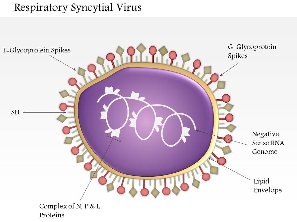 0614 respiratory syncytial virus medical images for powerpoint Slide01