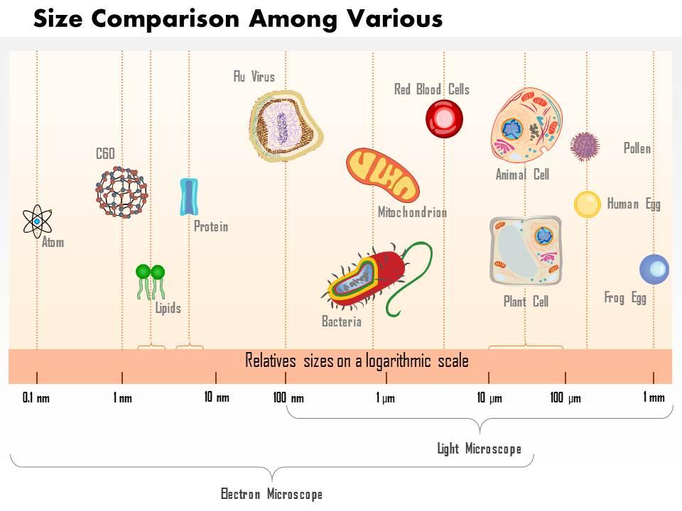 0614 Size Comparison Among Various Atoms Molecules And