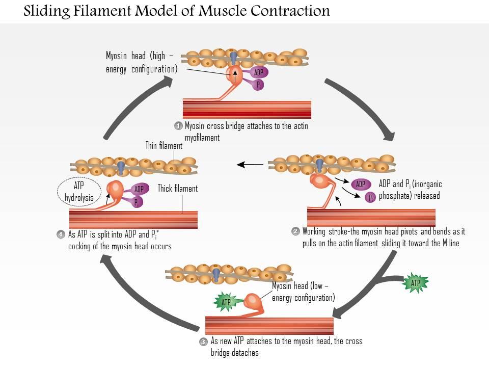 0614_sliding_filament_model_of_muscle_contraction_medical_images_for_powerpoint_Slide01
