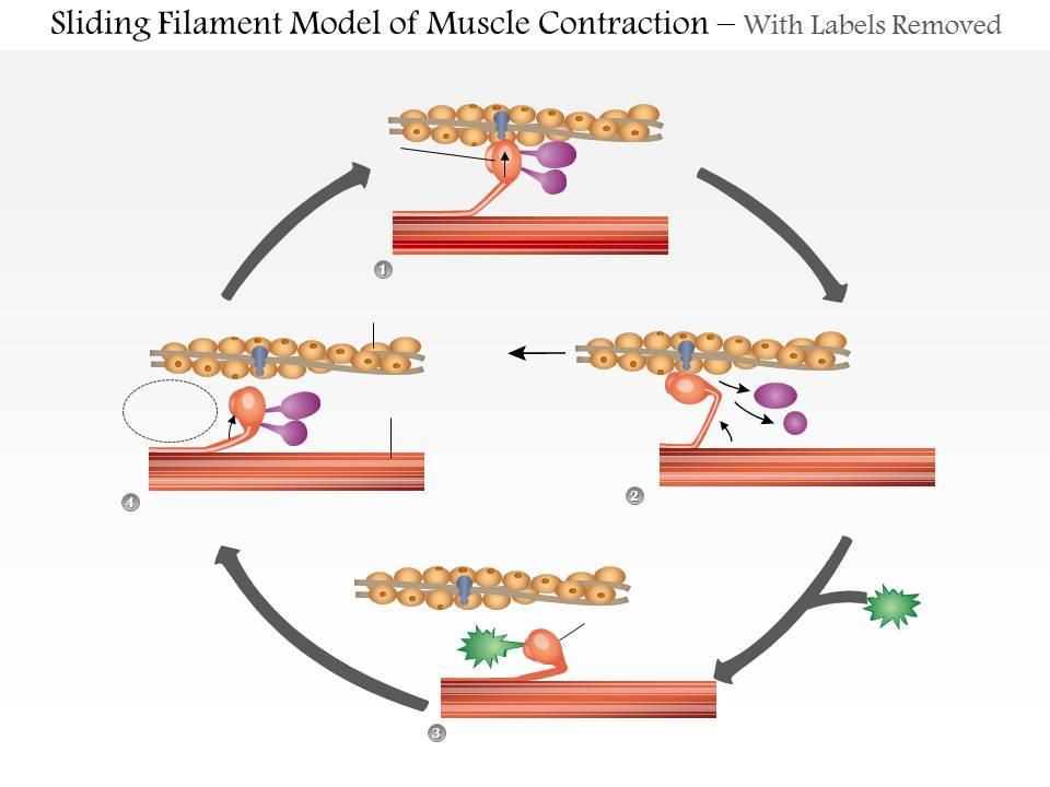 0614_sliding_filament_model_of_muscle_contraction_medical_images_for_powerpoint_Slide02