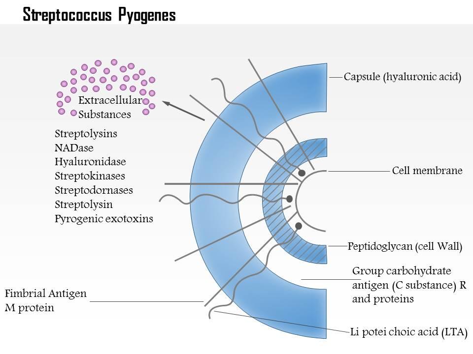 Streptococcus Pyogenes Gram Stain