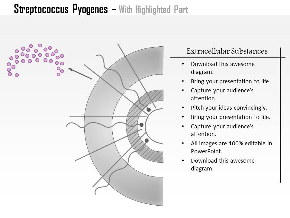 Streptococcus Pyogenes Slide