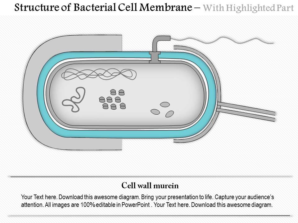 0614 Structure Of The Bacterial Cell Membrane Medical Images For Powerpoint  | PowerPoint Presentation Designs | Slide PPT Graphics | Presentation  Template Designs