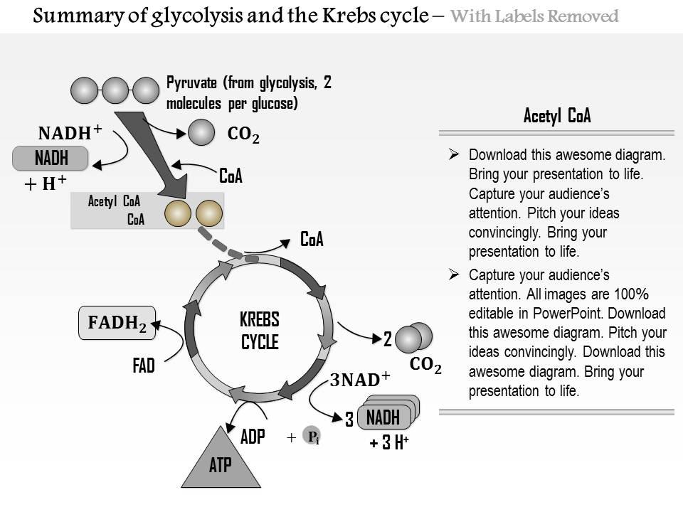 0614 Summary Of Glycolysis And The Krebs Cycle Medical Images For