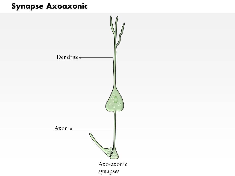 0614_synapse_axoaxonic_medical_images_for_powerpoint_Slide01