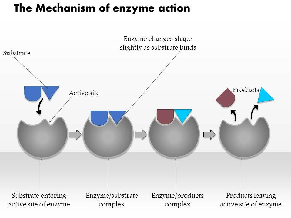 0614 the mechanism of enzyme action medical images for powerpoint Slide01