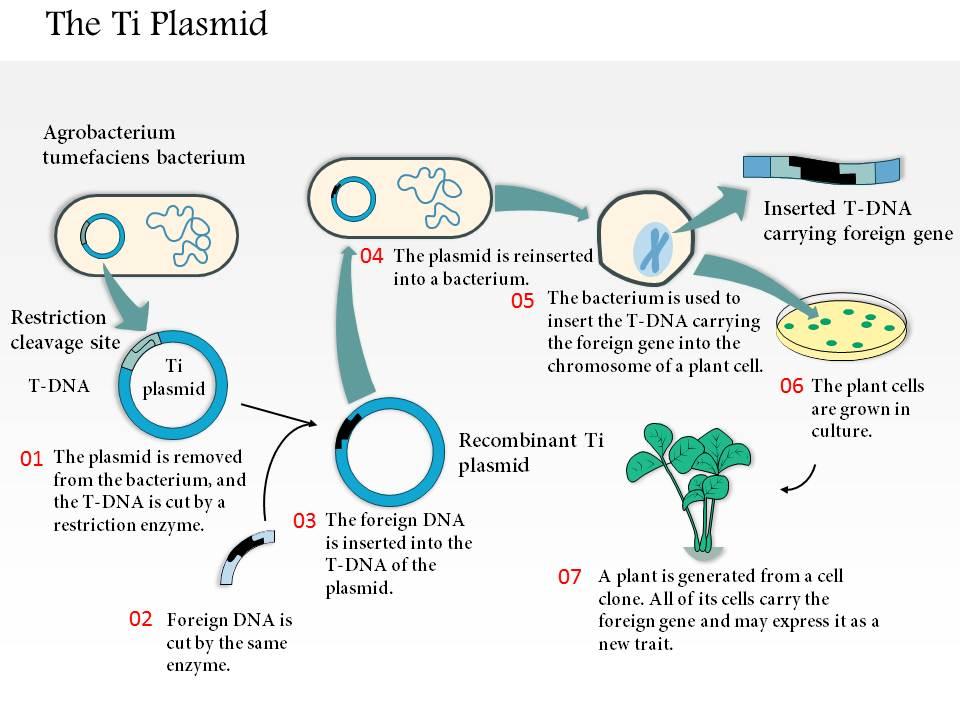 0614 The Ti Plasmid As A Vector In Plant Engineering Medical