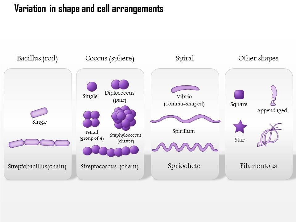 0614_variation_in_shape_and_cell_arrangements_medical_images_for_powerpoint_Slide01