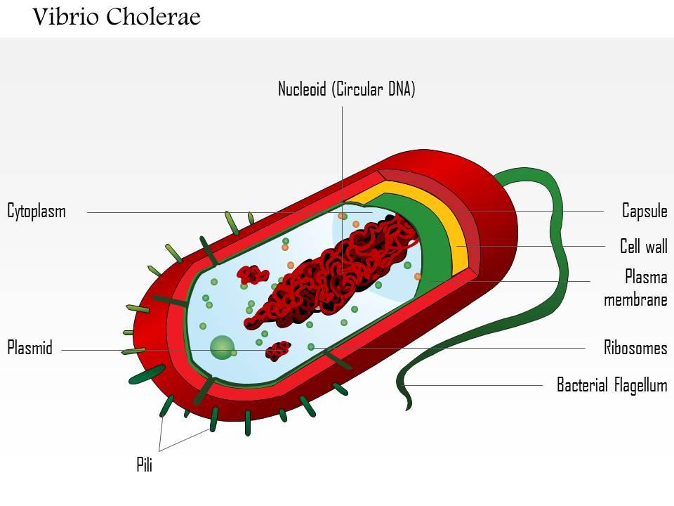 0614_vibrio_cholerae_medical_images_for_powerpoint_Slide01