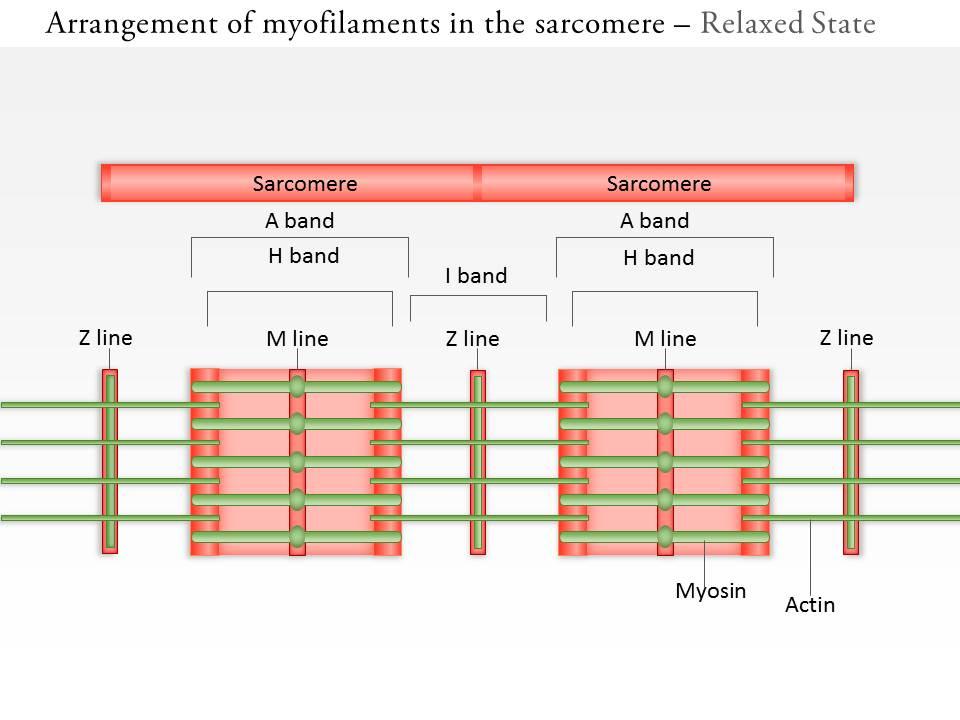 0714 arrangement of myofilaments in the sarcomere medical images for powerpoint Slide01