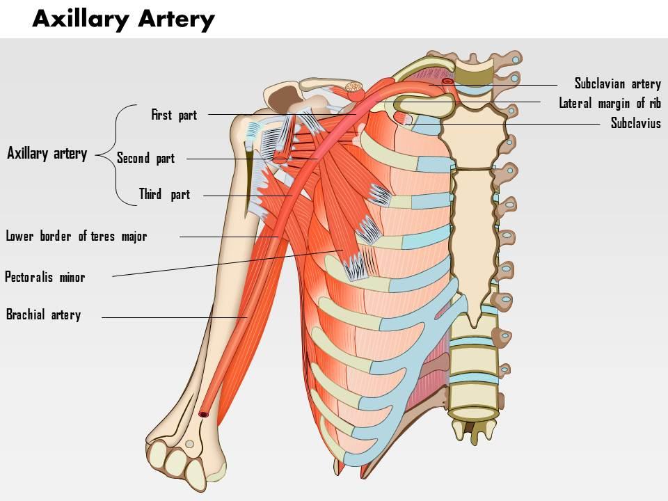 0714_axillary_artery_medical_images_for_powerpoint_Slide01