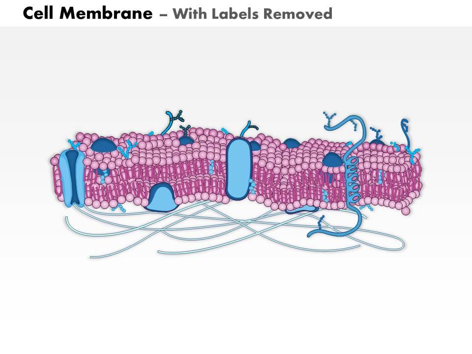 0714 Cell Membrane Medical Images For PowerPoint | PowerPoint ...