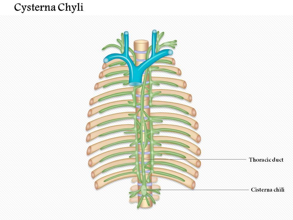 0714 cysterna chyli medical images for powerpoint Slide00