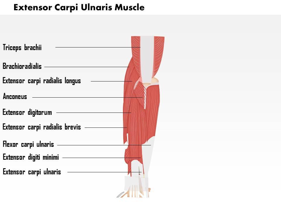 0714_extensor_carpi_ulnaris_muscle_medical_images_for_powerpoint_Slide01