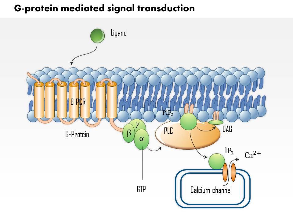 0714 g protein mediated signal transduction medical images for powerpoint Slide01