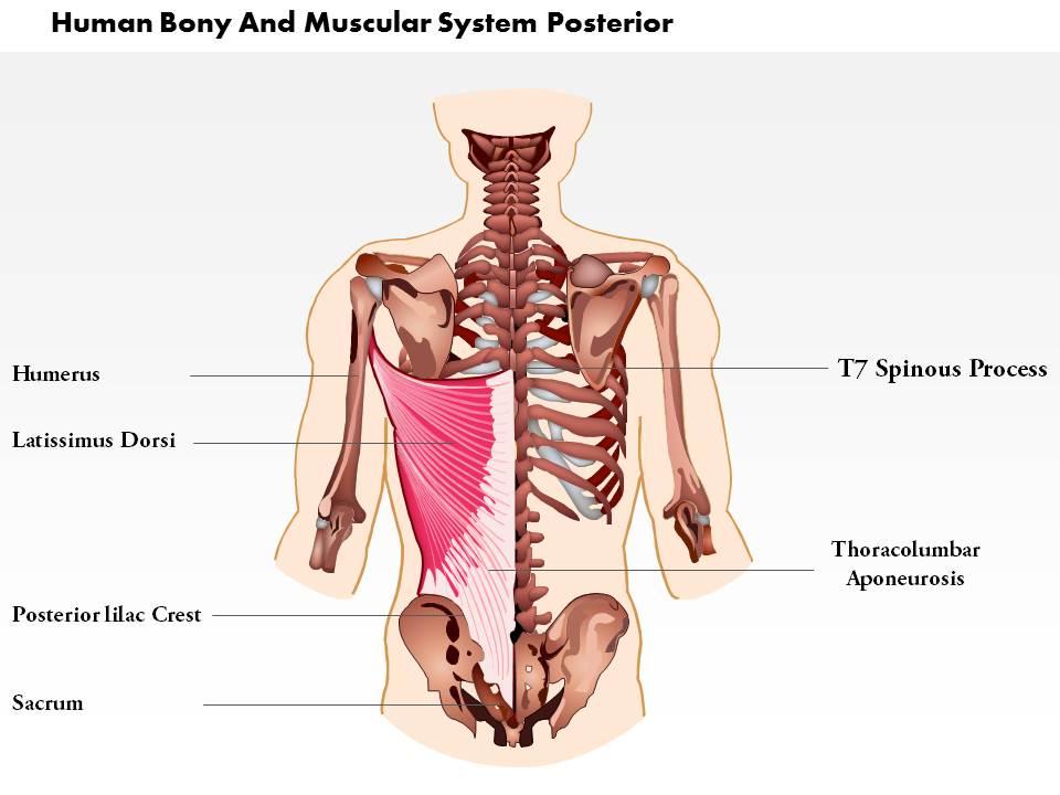 0714 human bony and muscular system posterior medical images for powerpoint Slide01