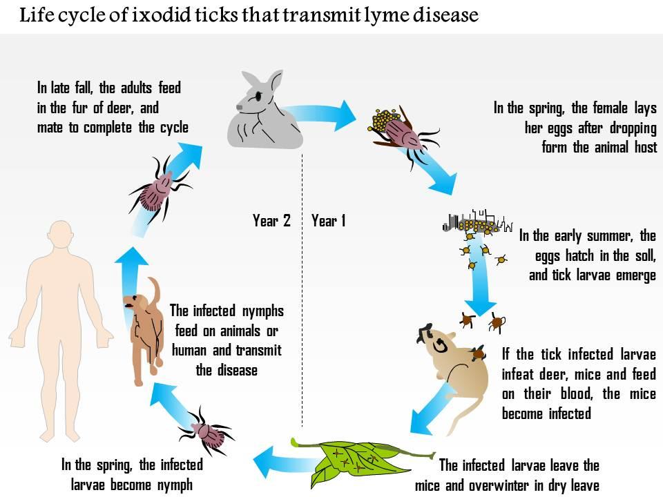0714 Life Cycle Of Ixodid Ticks That Transmit Lyme Disease Medical