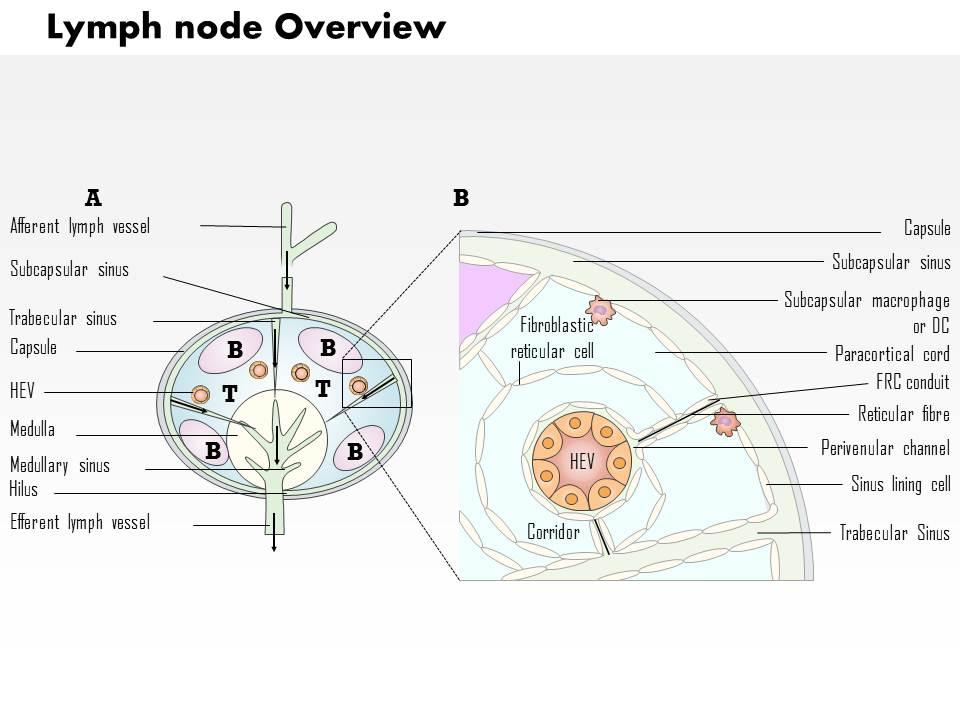 0714 lymph node overview medical images for powerpoint Slide01