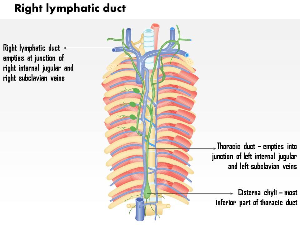0714 right lymphatic duct medical images for powerpoint Slide00