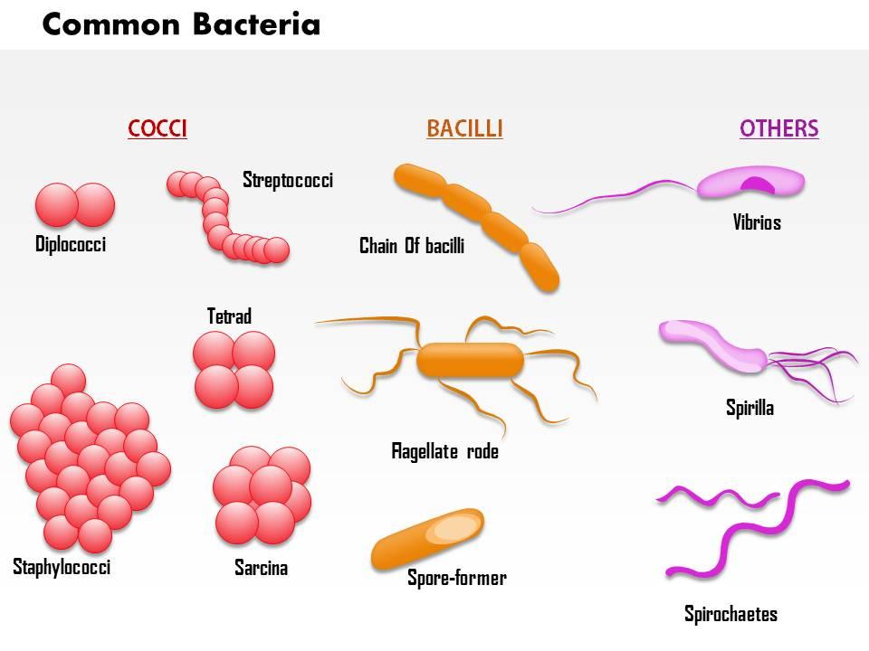 0814_common_bacteria_infecting_human_medical_images_for_powerpoint_Slide01