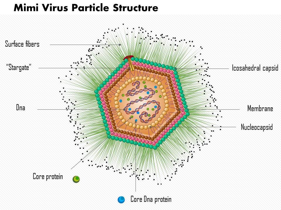 0814_mimi_virus_particle_structure_medical_images_for_powerpoint_Slide01