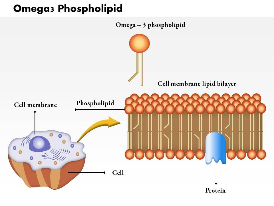 0814 omega3 phospholipid medical images for powerpoint Slide00