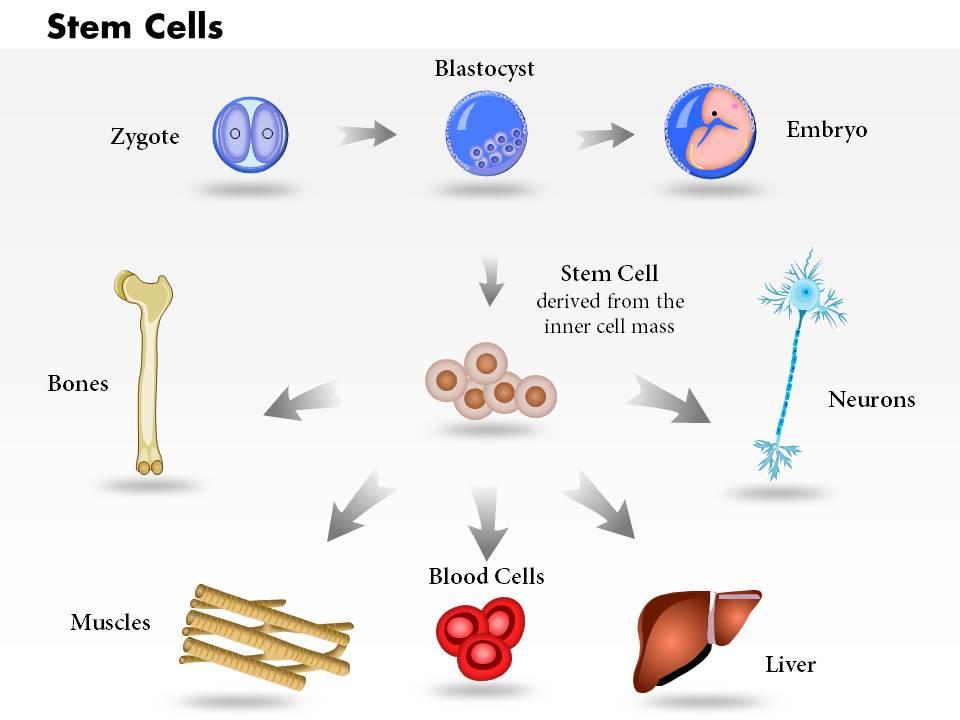 0814 pluripotent embryonic stem cells originate as inner cell mass cells medical images for powerpoint Slide01