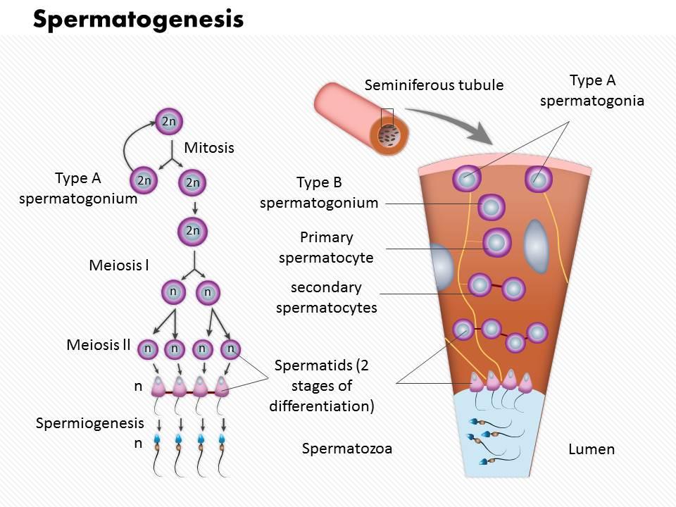 0814_spermatogenesis_medical_images_for_powerpoint_Slide01