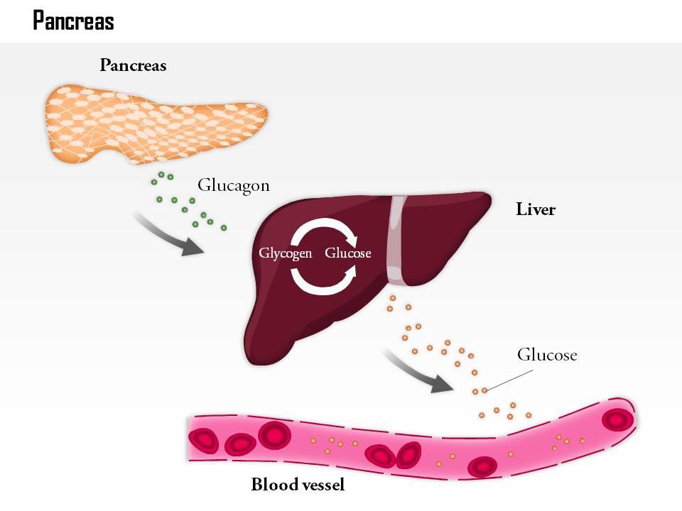 0814 the pancreas releases glucagon when blood glucose levels fall too low medical images for powerpoint Slide00