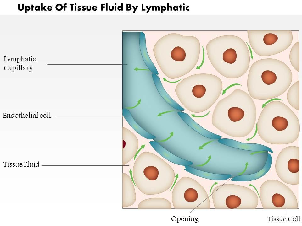 0814_uptake_of_tissue_fluid_by_lymphatic_medical_images_for_powerpoint_Slide01