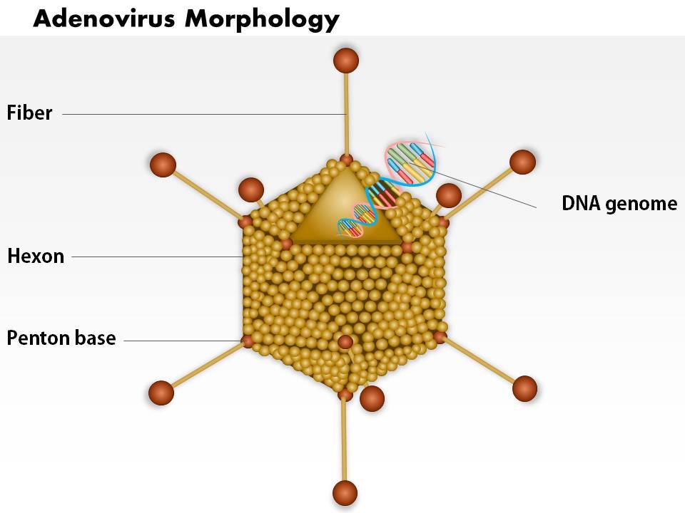 0914_adenovirus_morphology_medical_images_for_powerpoint_Slide01