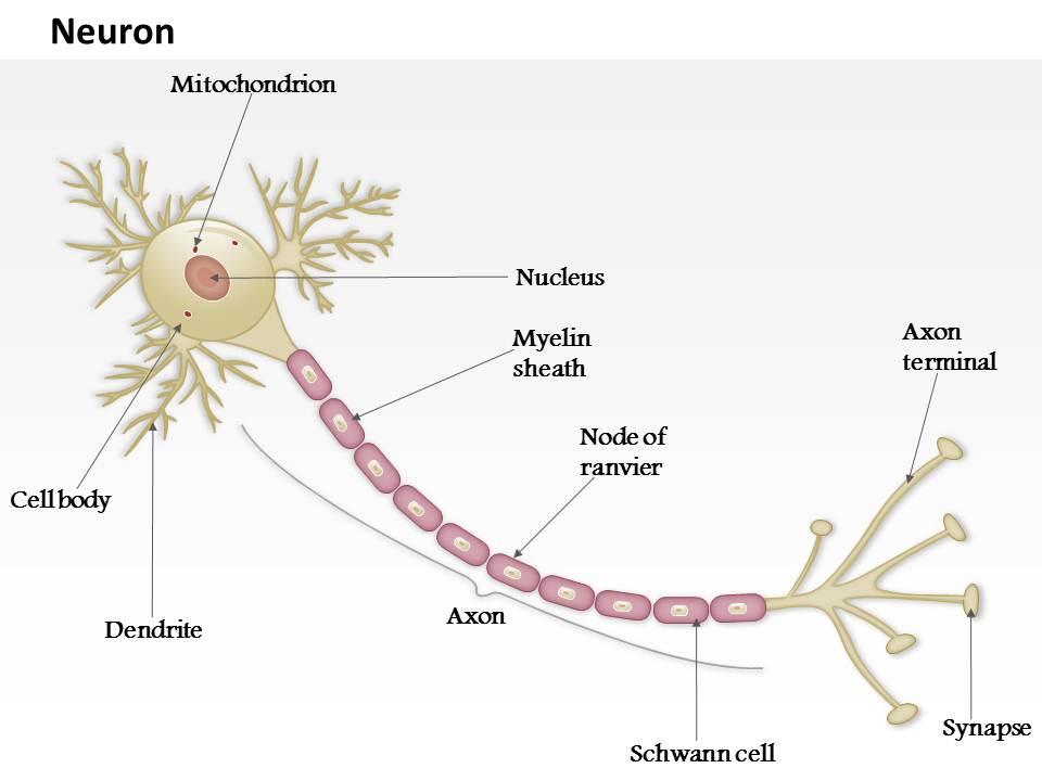 0914_anatomy_of_a_typical_human_neuron_medical_images_for_powerpoint_Slide01
