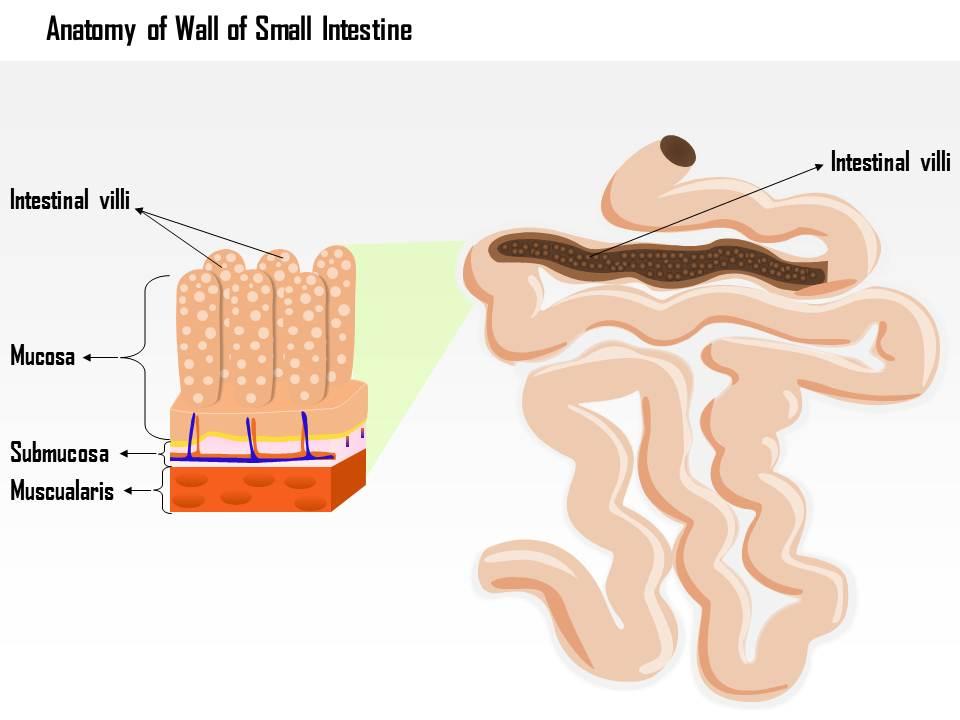 0914_anatomy_of_the_wall_of_the_small_intestine_medical_images_for_powerpoint_Slide01