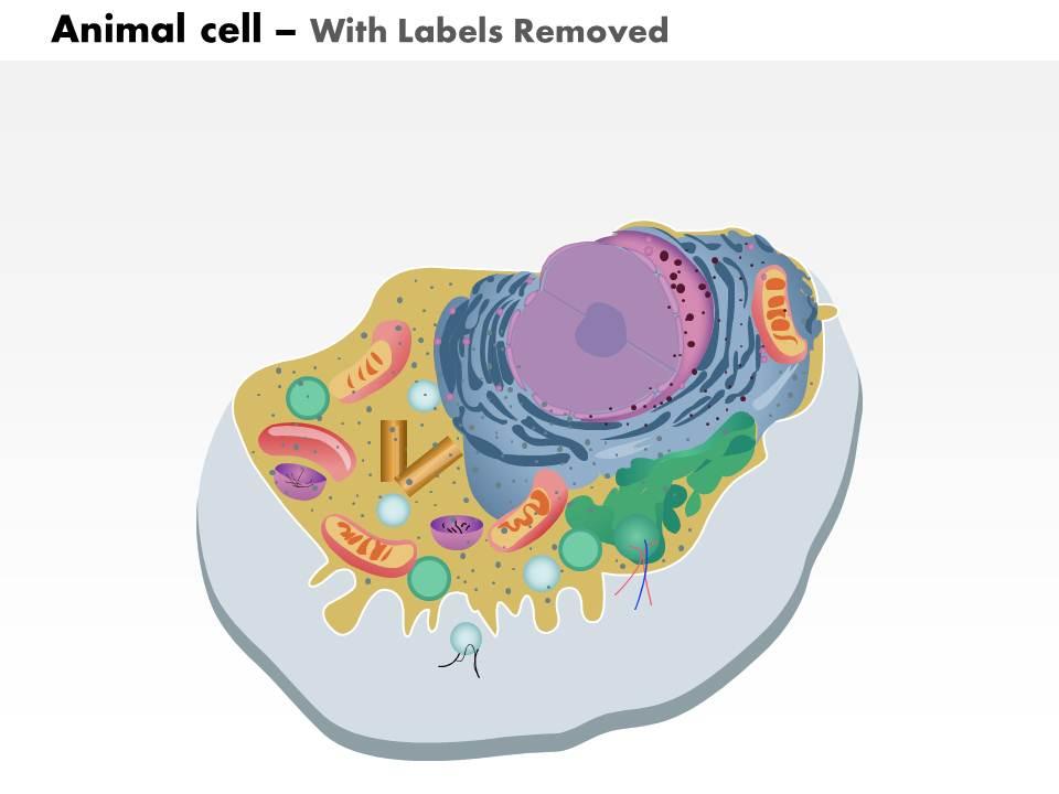 0914 Animal Cell Medical Images For PowerPoint | PowerPoint ...